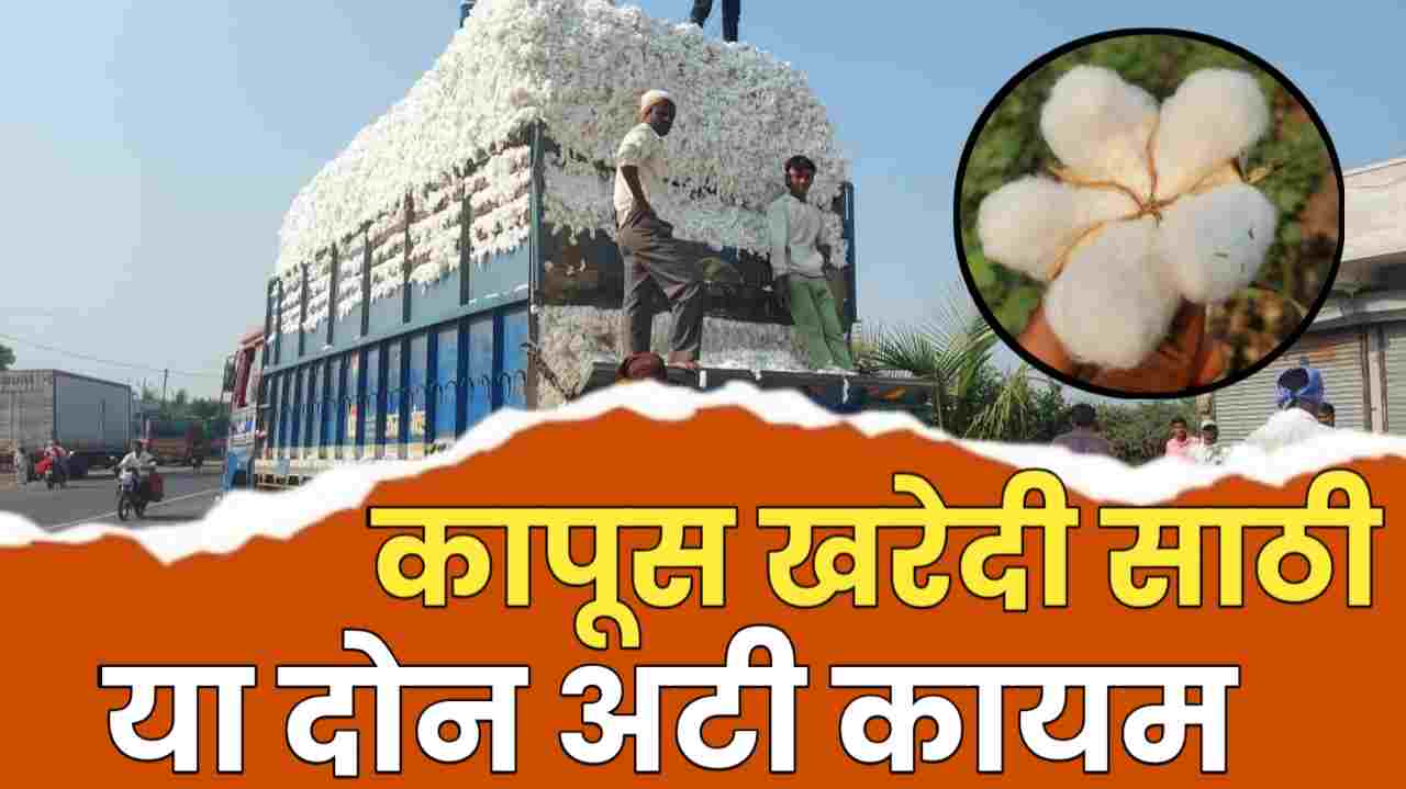 Cotton purchase conditions