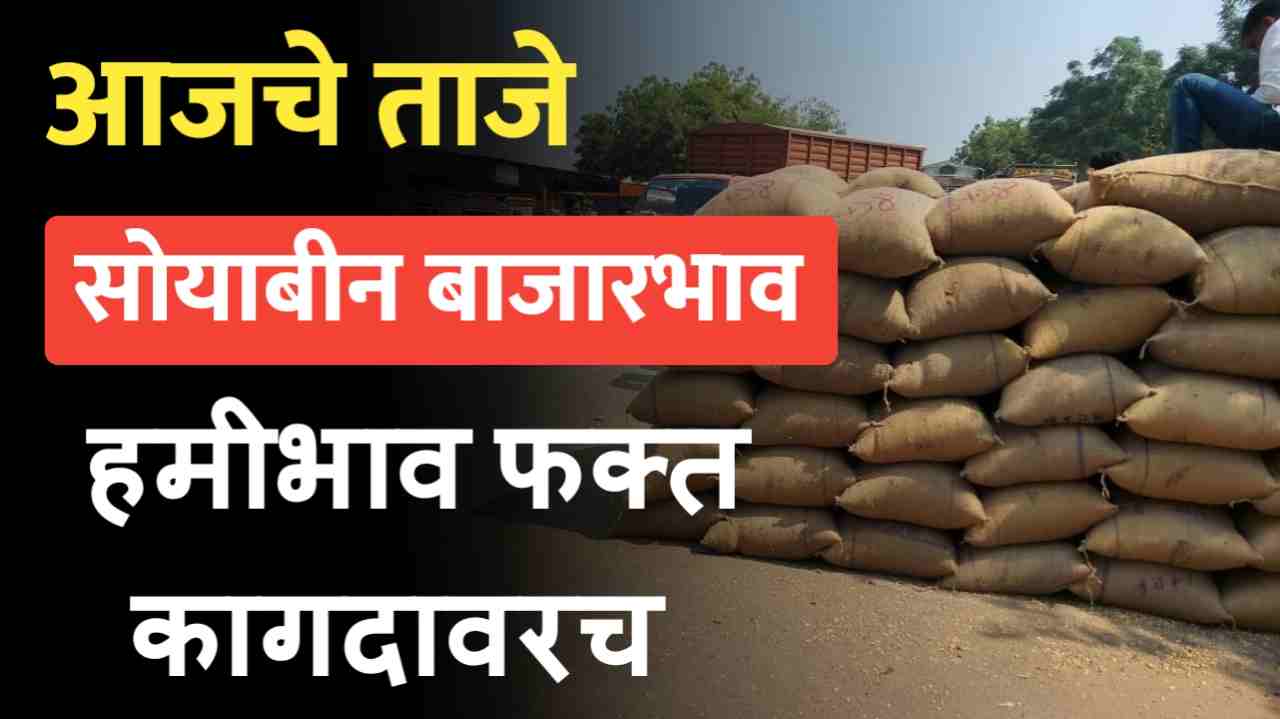 Soyabin bajarbhav 24 September