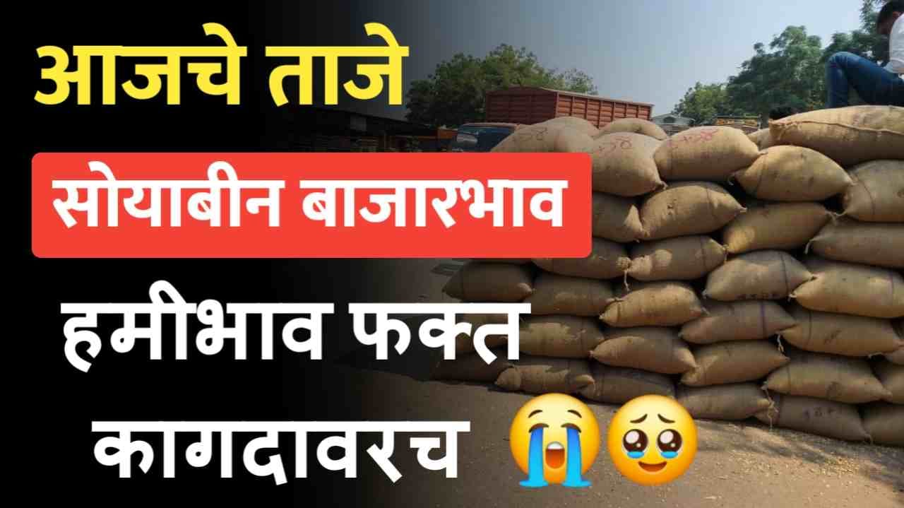 Soyabin Price 28 September