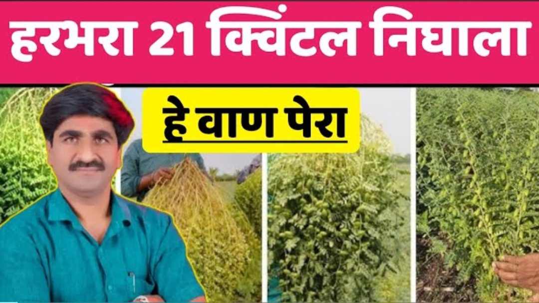 हरभरा एकरी 21 क्विंटल