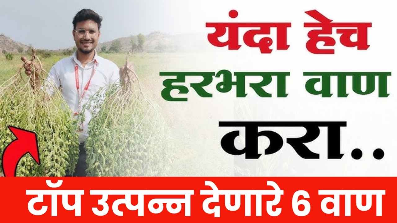 शेतकरी मित्रांनो यंदा हेच